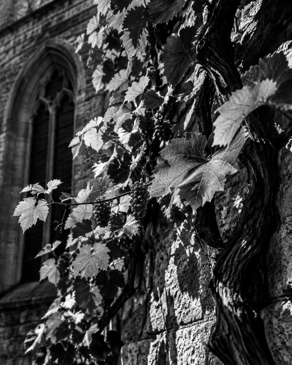 Grapevine branches on a church wall